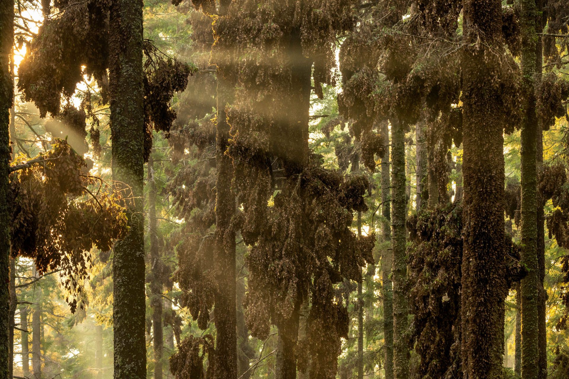 میلیون‌ها پروانه شهریار (Danaus plexippus) در میچوآکان مکزیک روی درختان خوابیده‌اند