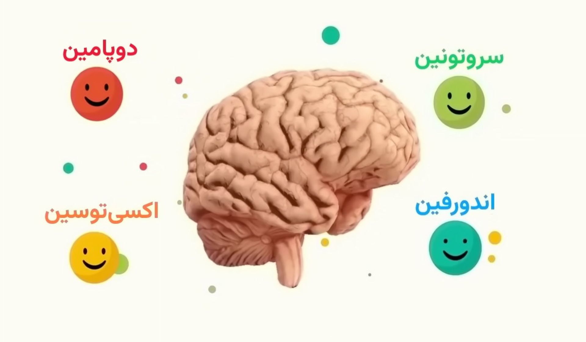مغز و دایره‌های رنگی به نماد هورمون‌ها