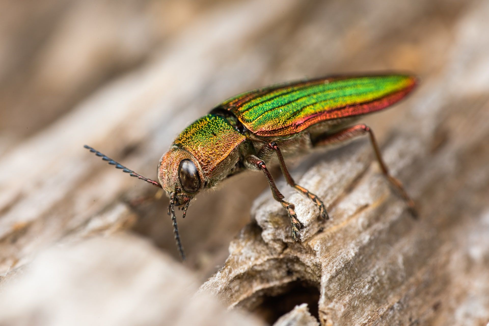 سوسک جواهر طلایی (Buprestis aurulenta) یا گلدن جوئل بیتل روی چوب