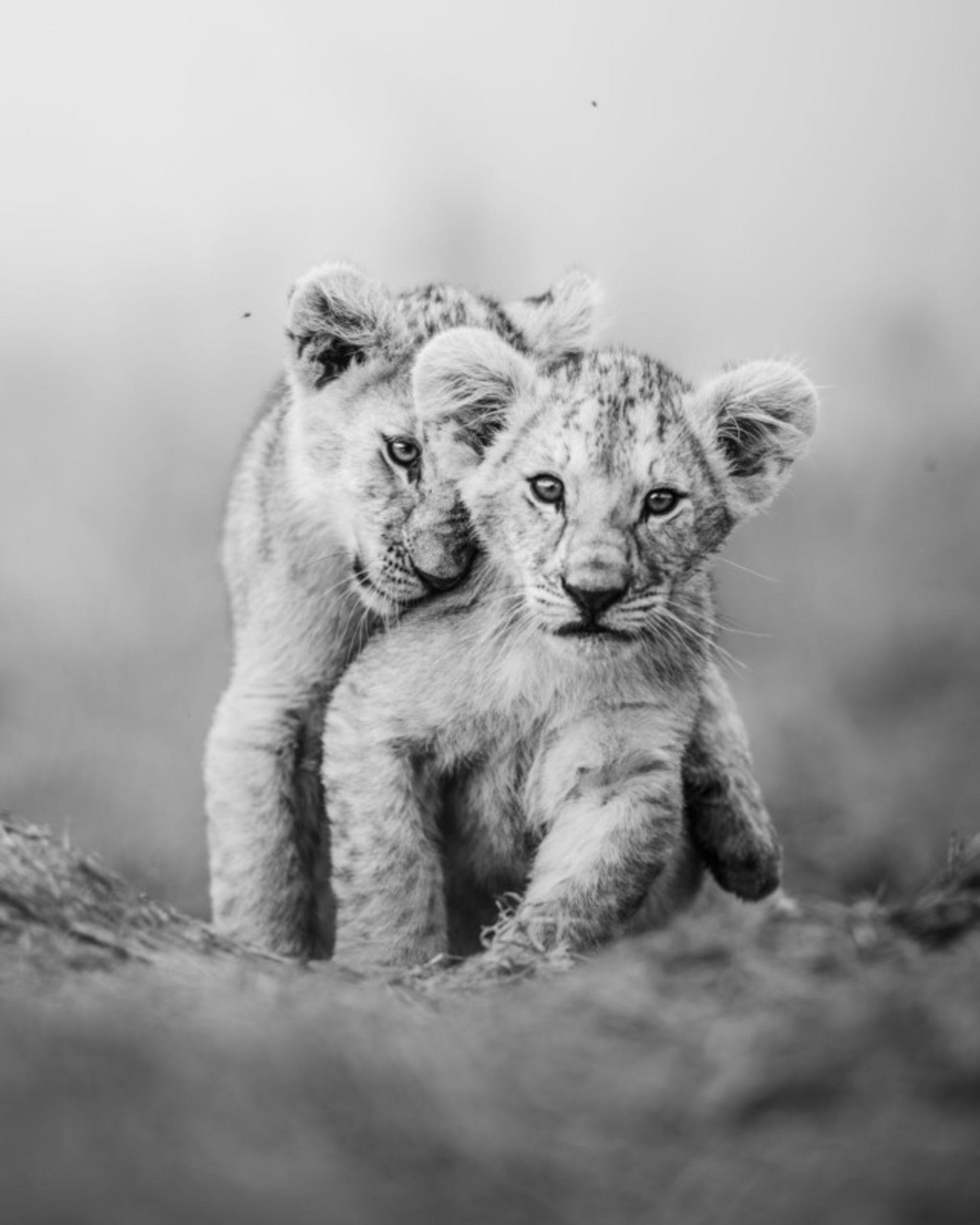 مسابقه عکس Maasai Mara