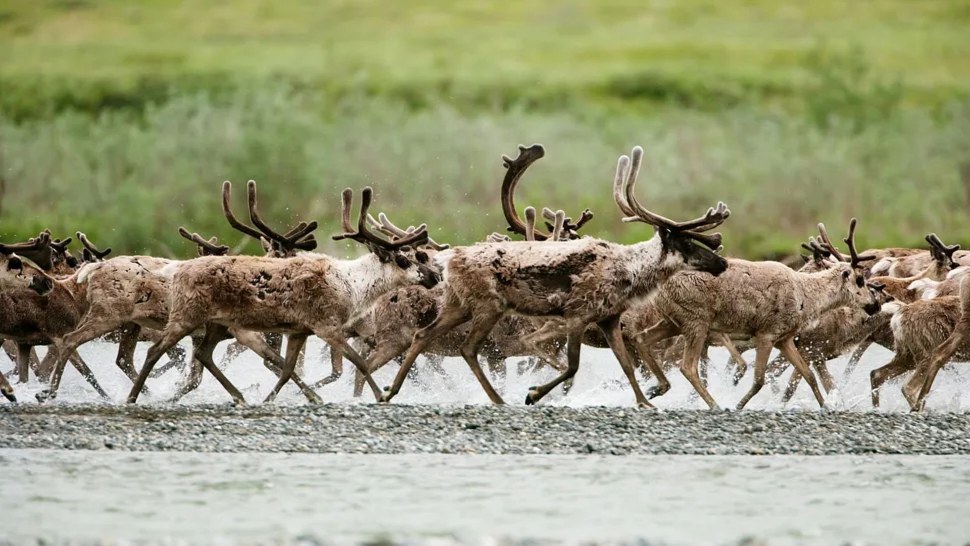 A herd of reindeer are running across the river