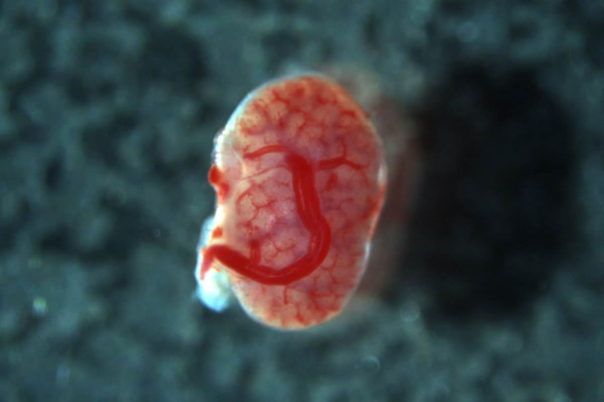 نخستین پیوند کلیه جنین به جنین در موش‌ها