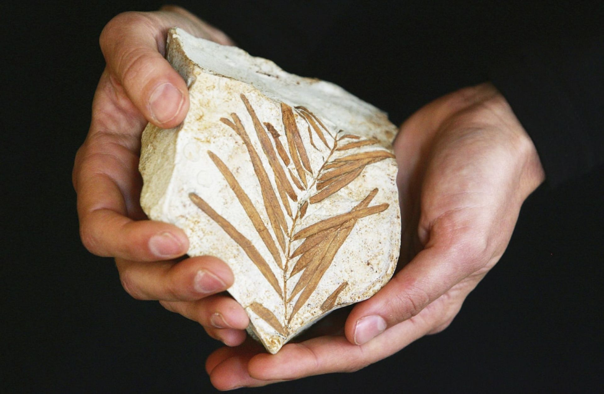 مدل شبیه‌سازی شده‌ی فسیل ۹۰ میلیون ساله از کاج والمی