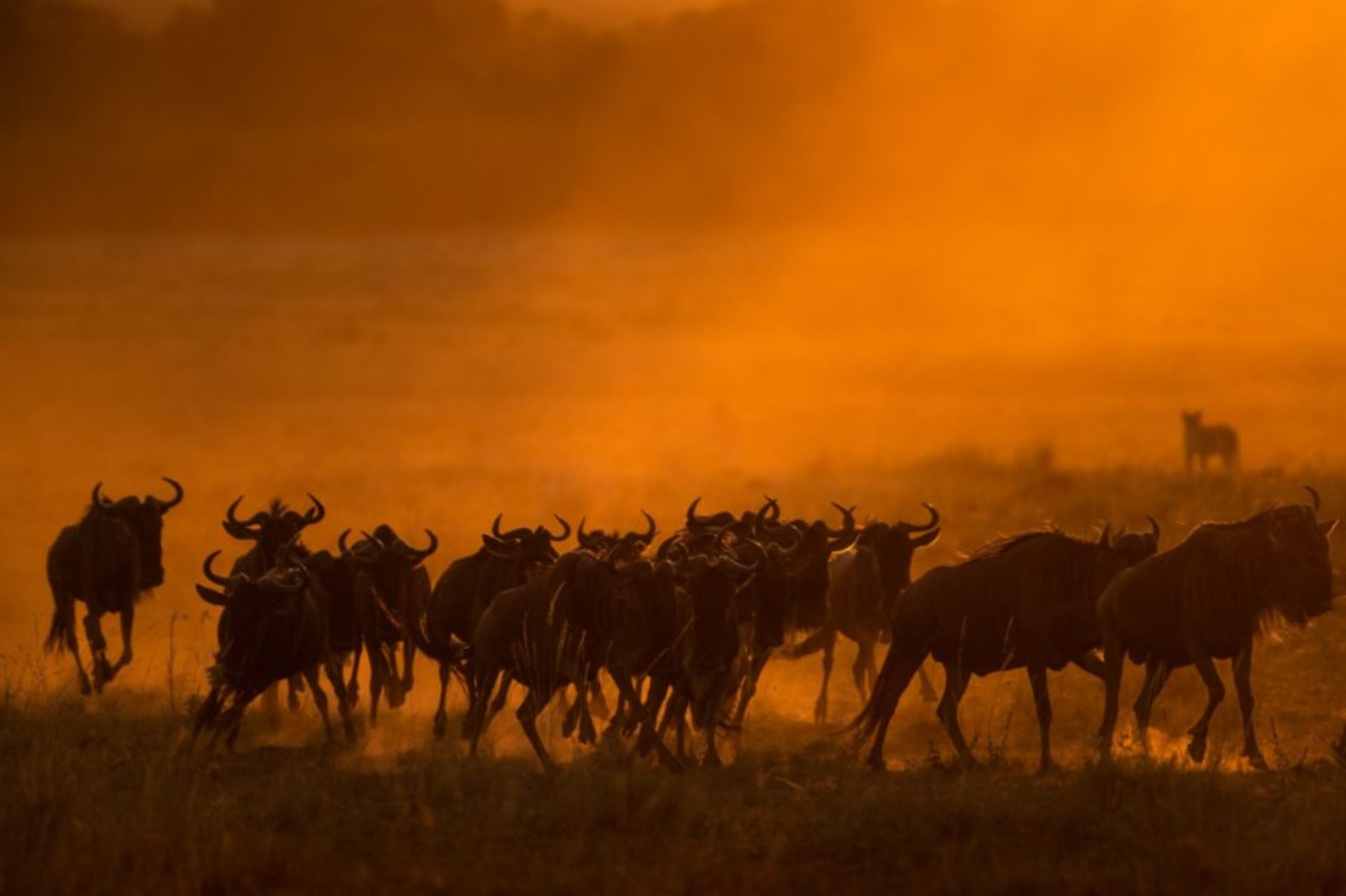 مسابقه عکس Maasai Mara