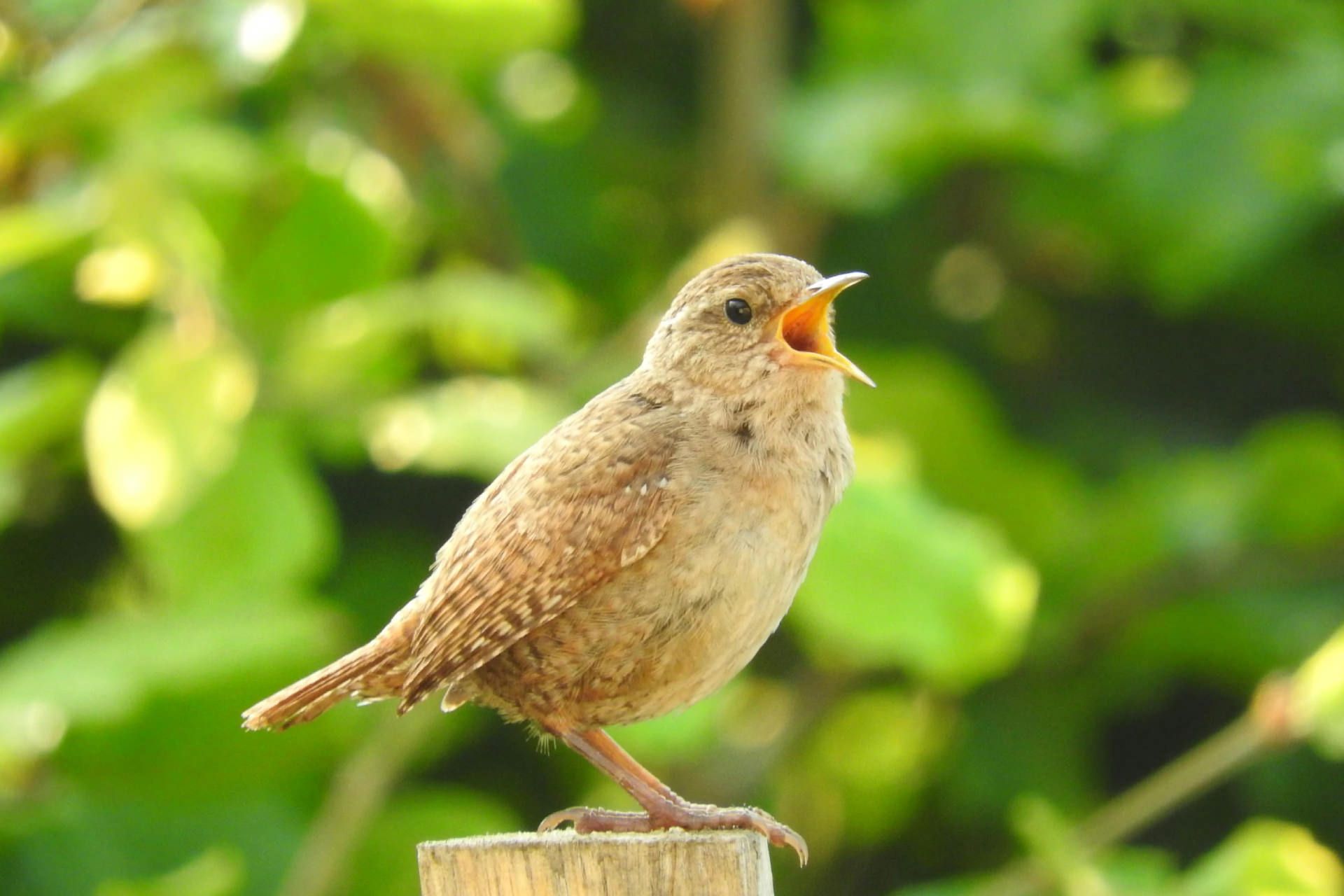 پرنده‌ای در نور روز بین درختان سبز آواز می‌خواند