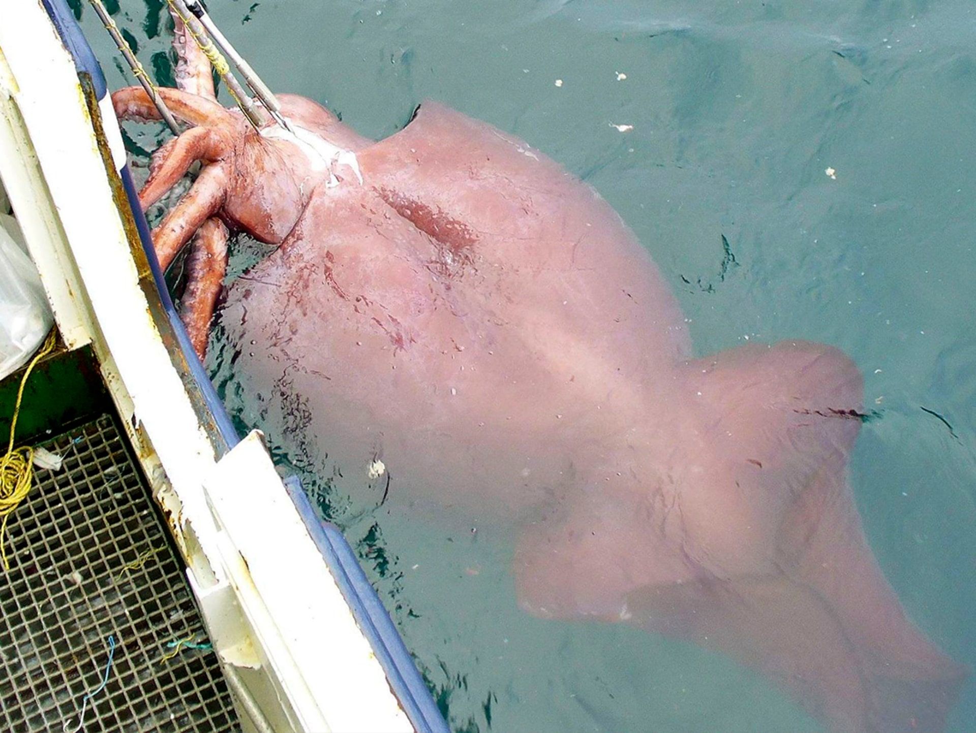ماهی مرکب عظیم‌الجثه در یک قایق ماهیگیری خط بلند نیوزیلندی در دریای راس در نزدیکی جنوبگان صید شد.