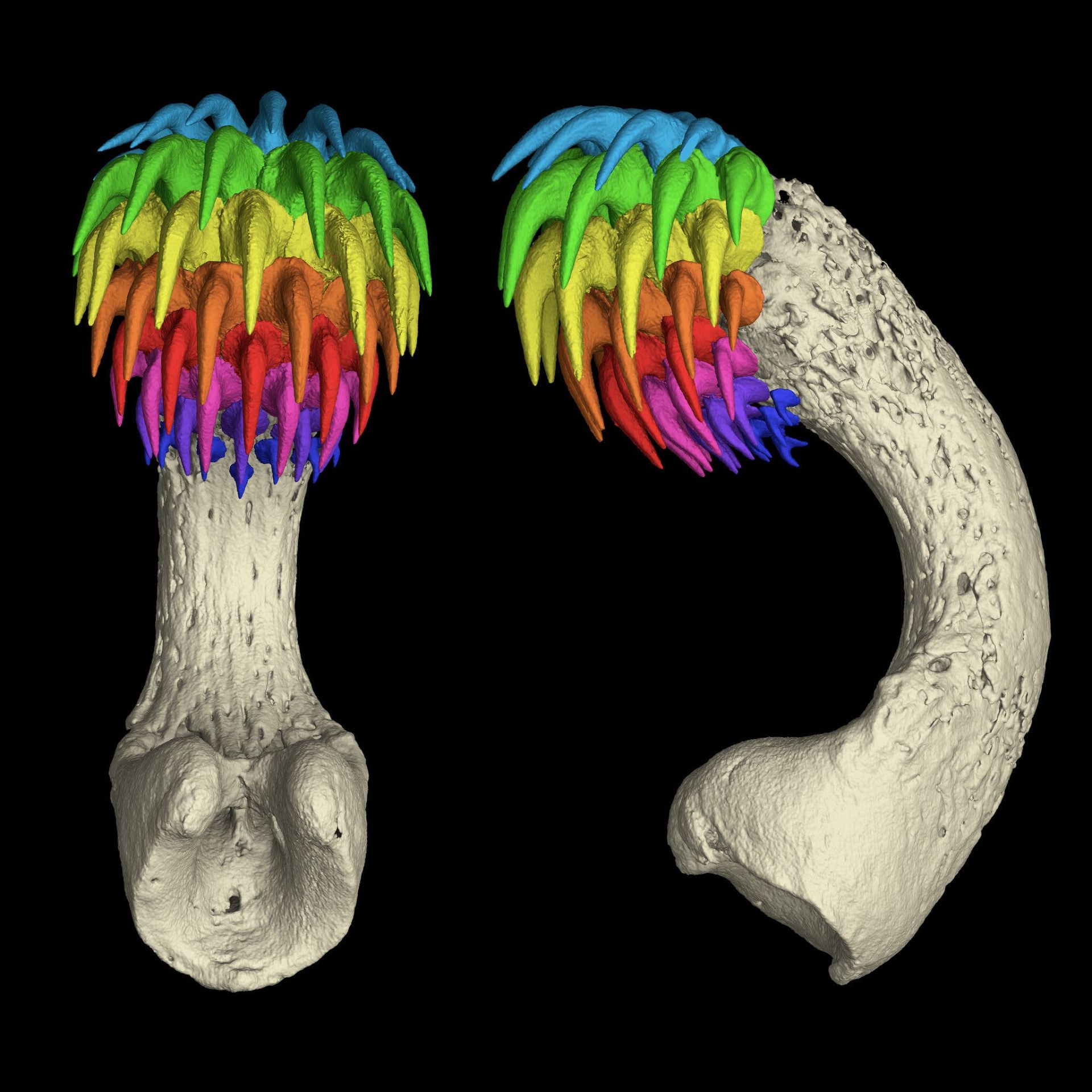 سی‌تی‌اسکن از گیره جلویی موش‌ماهی خالدار نر بالغ که با ردیف‌هایی از دندان‌ها به رنگ‌های رنگین‌کمان پوشیده شده است