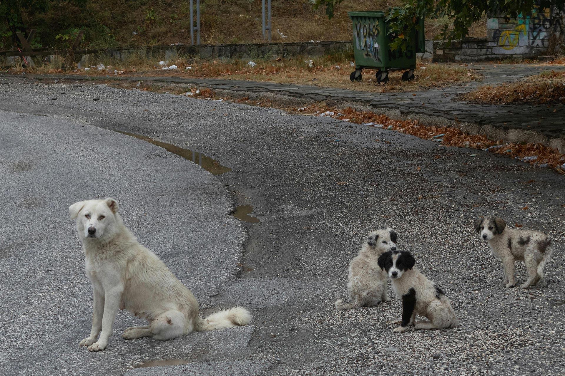 برای سگ‌های ساکن در چرنوبیل اتفاقی عجیب رخ داده است