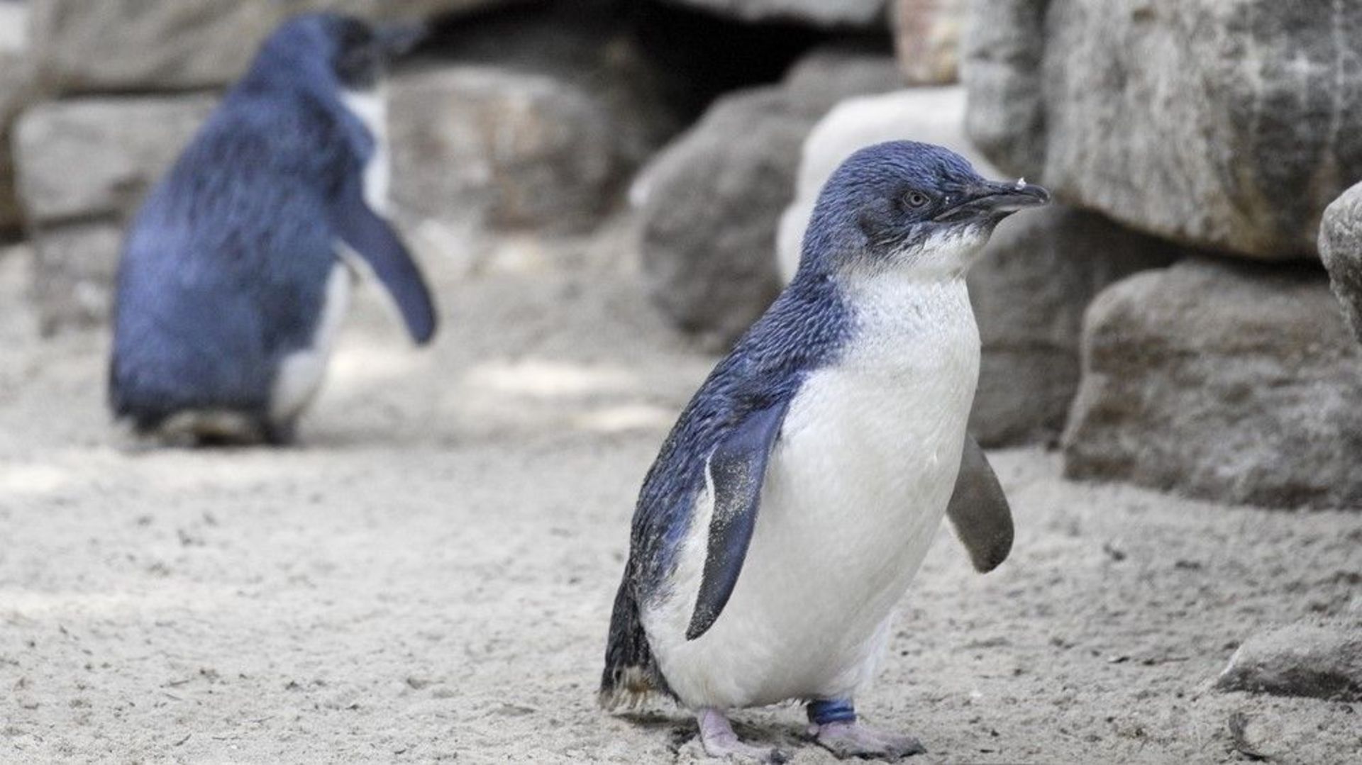 پنگوئن کوچک در محوطه باغ وحش قدم می‌زند