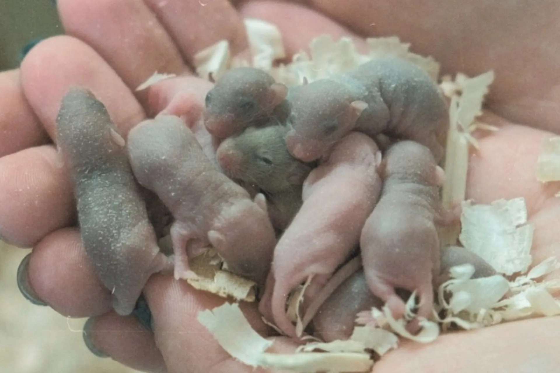 تعداد زیادی نوزاد موش لای خاک اره در کف دست انسان