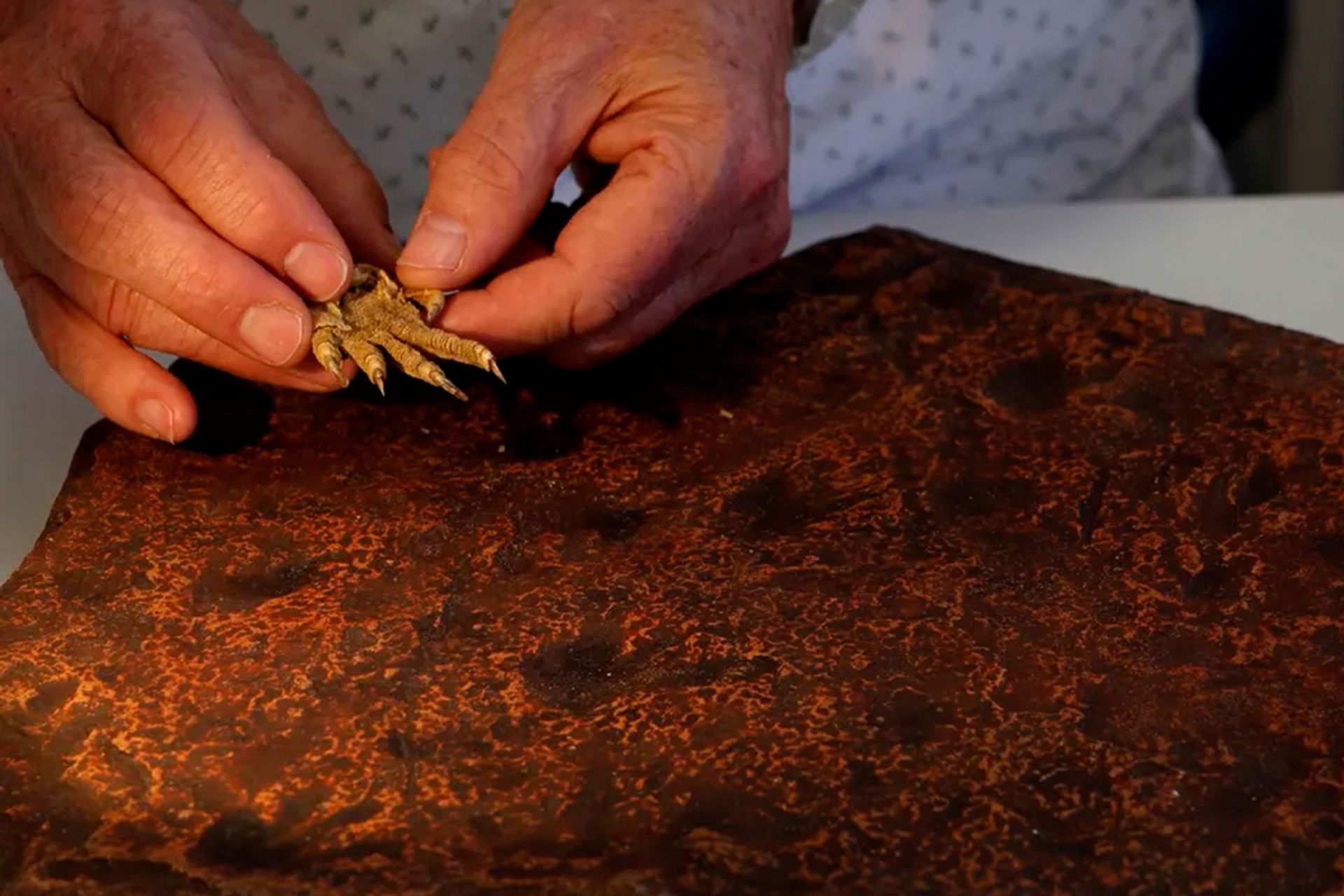 یک پژوهشگر در حال مقایسه‌ی پای پنجه‌دار یک ایگوانای امروزی با ردپاهای فسیل‌شده‌ی باستانی 