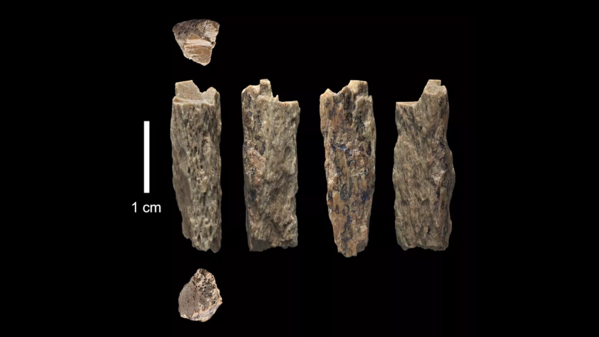 تکه استخوان کوچک زن ۱۳ ساله دنیسووا کشف شده در غار دنیسووا