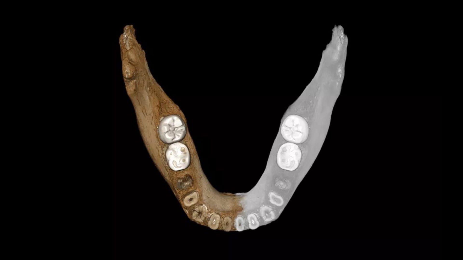 Digital reconstruction of Denisova fossil mandible discovered in Tibet