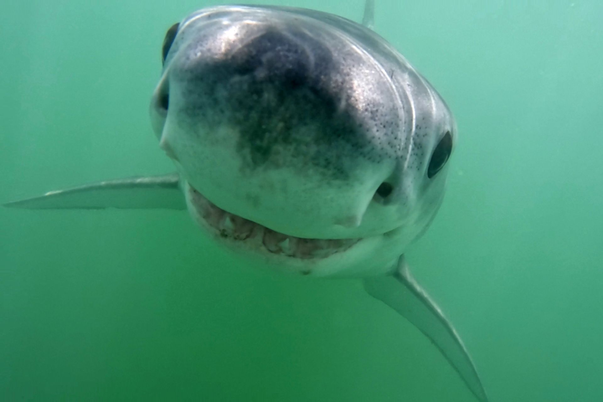 کوسه‌ی سفید جوان