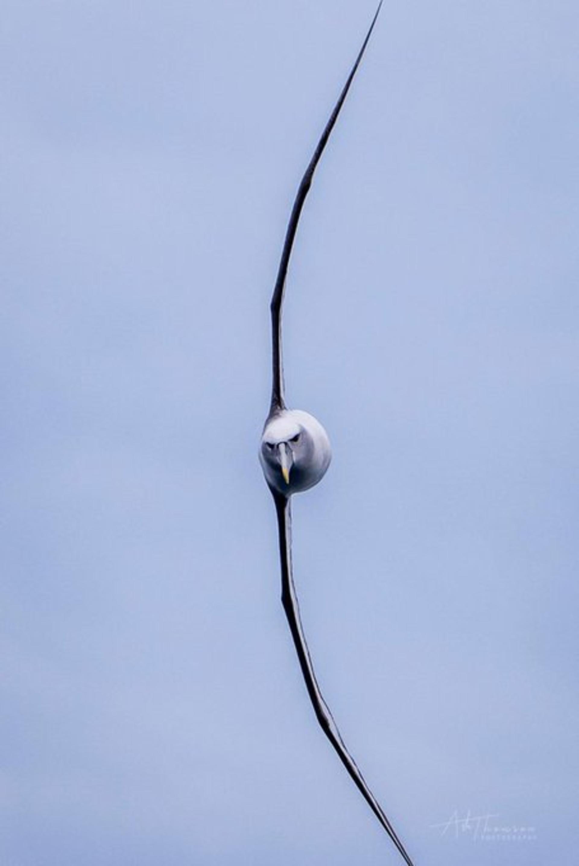 پرنده در آسمان