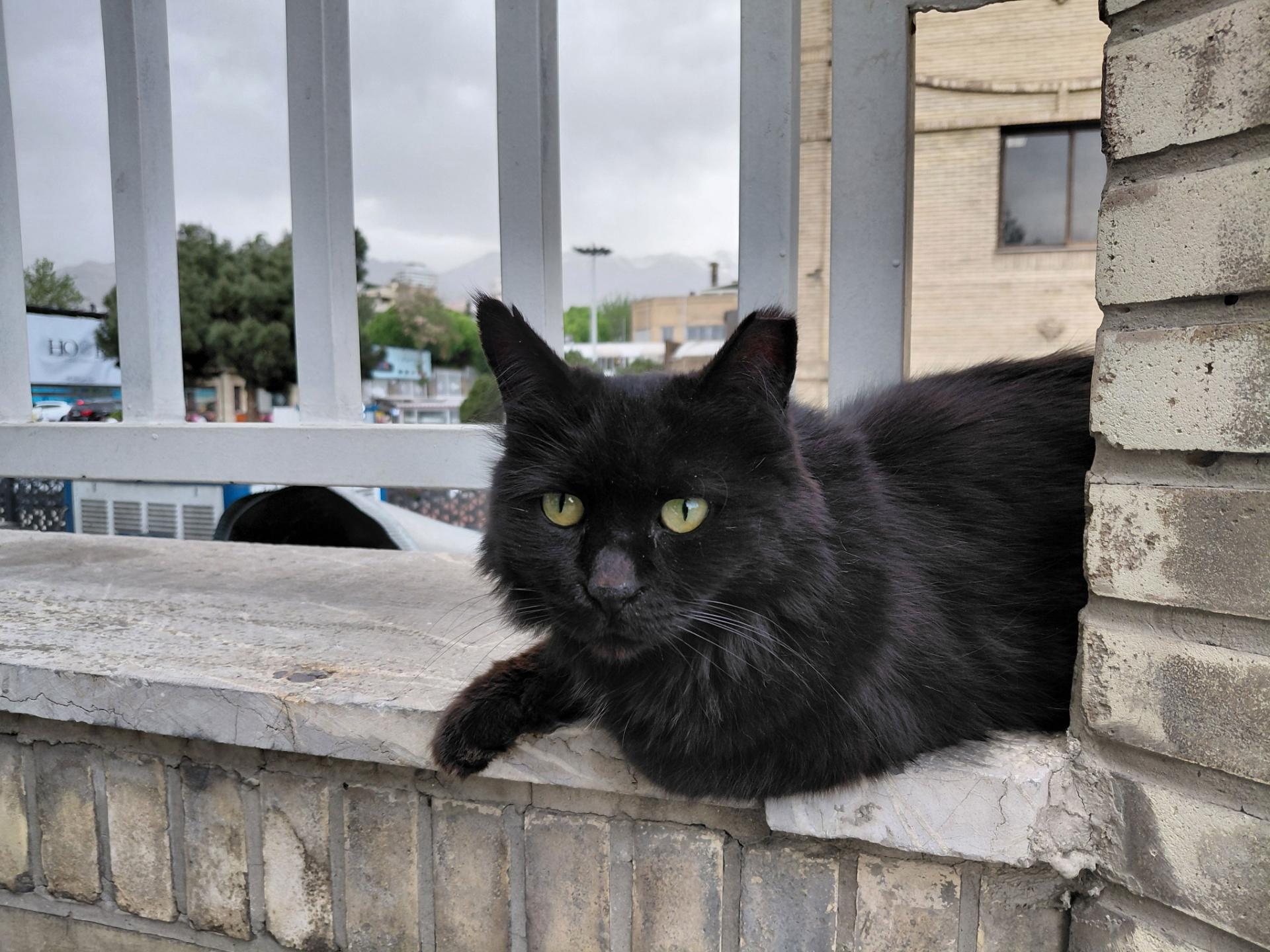 گربه‌ی سیاه
