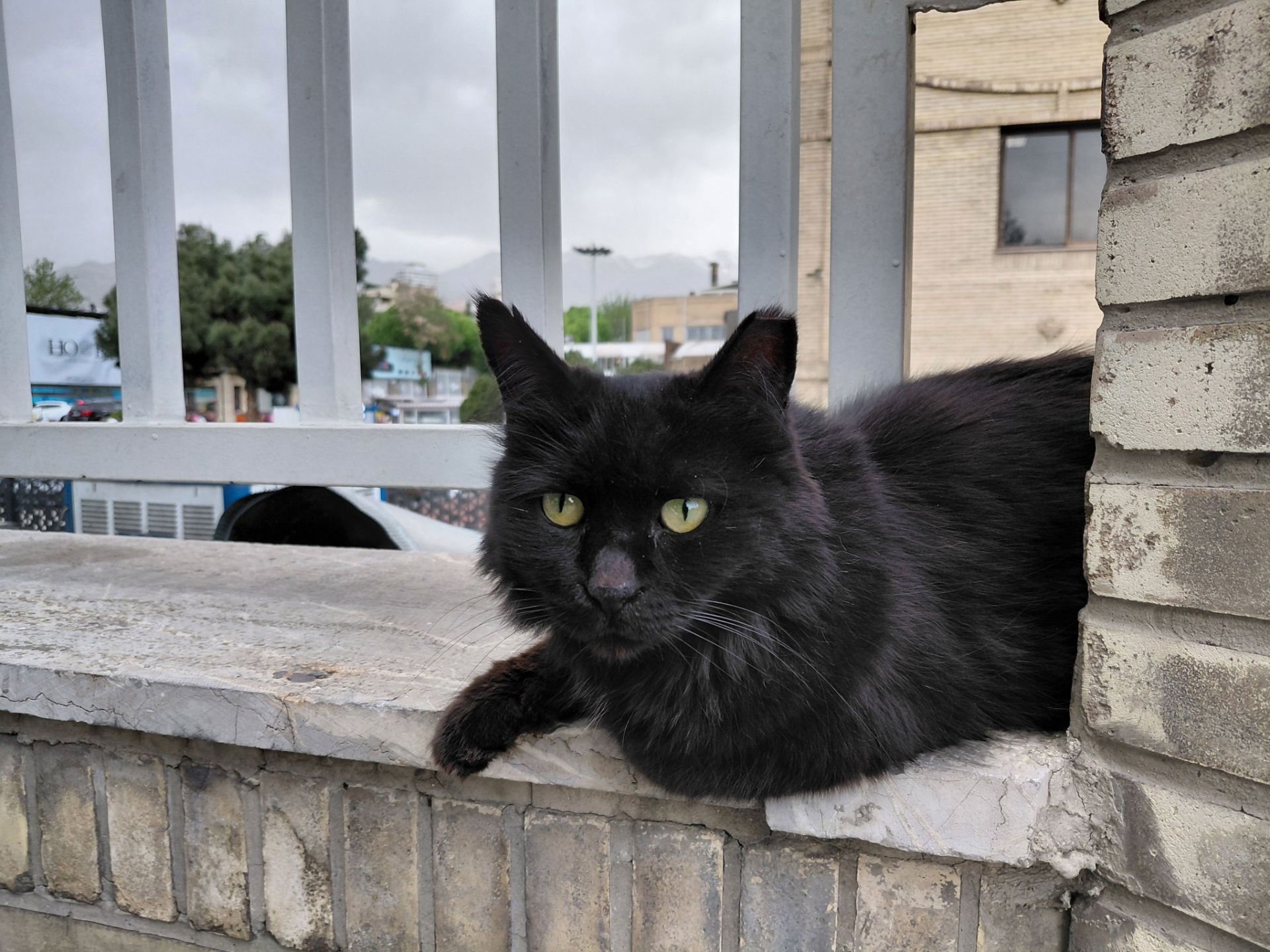 گربه‌ی سیاه