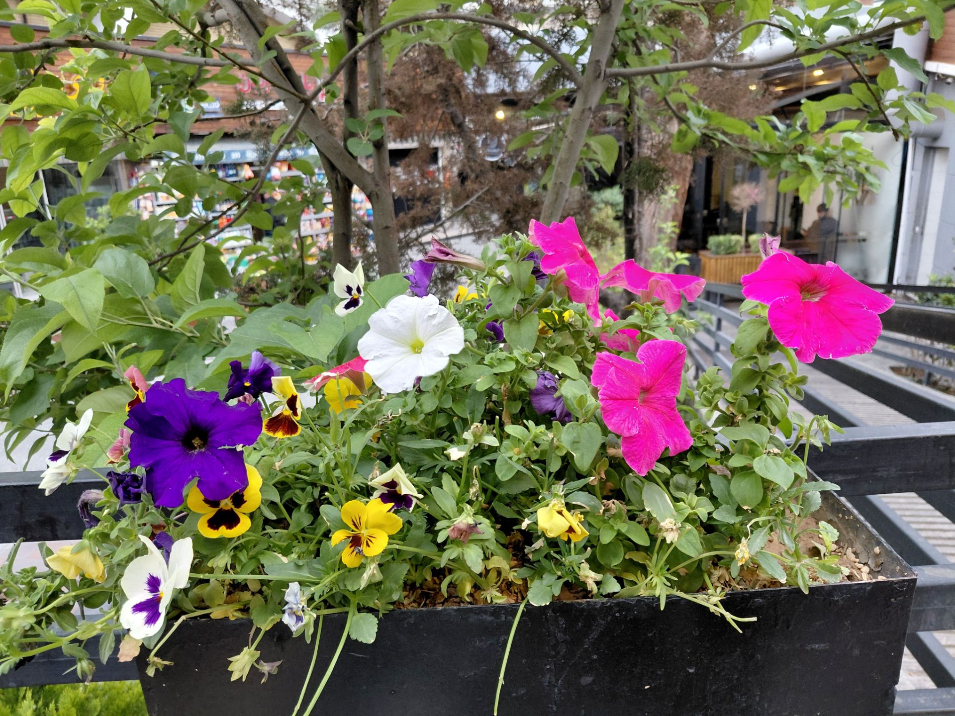 گل‌های رنگارنگ درون باغچه