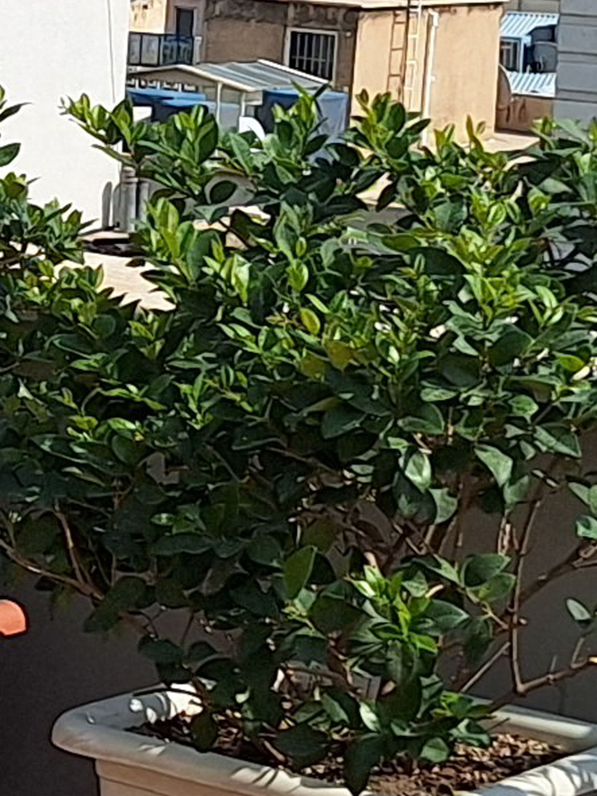 برش عکس گلکسی A54 2