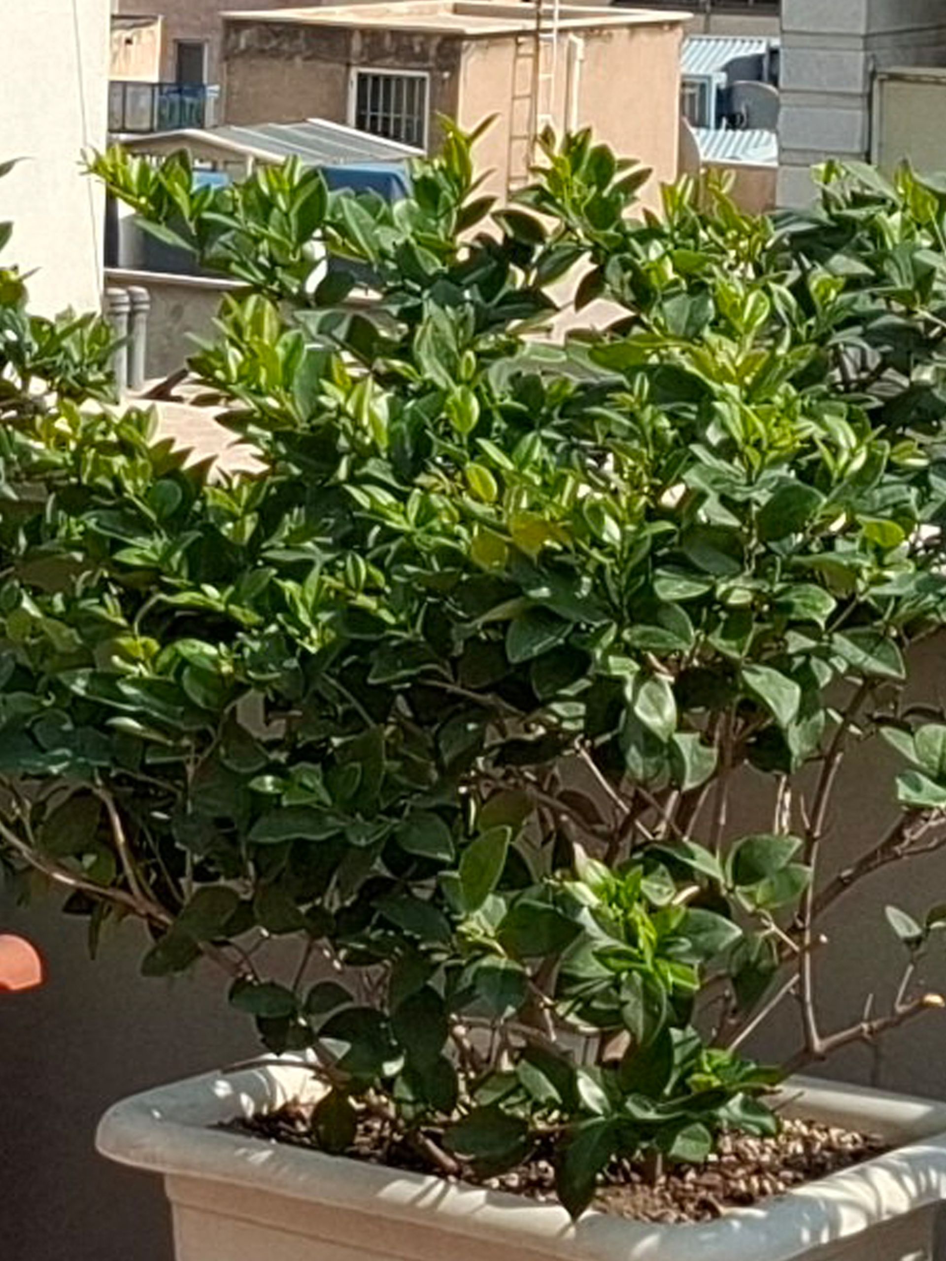 برش عکس گلکسی A55 2