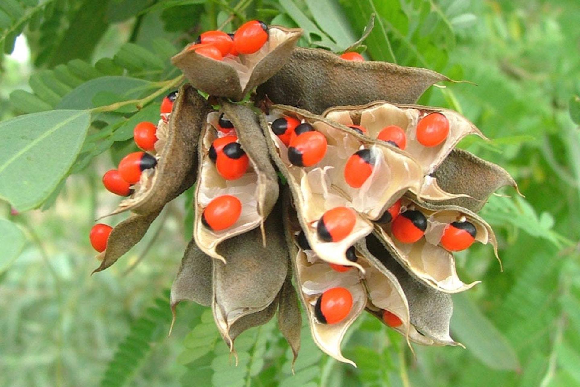 با ۱۰ گیاه سمی‌ و خطرناک جهان آشنا شوید