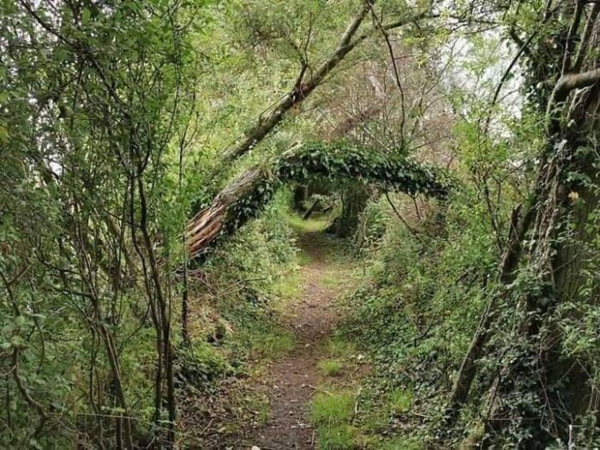 نمایی از مسیر جنگل