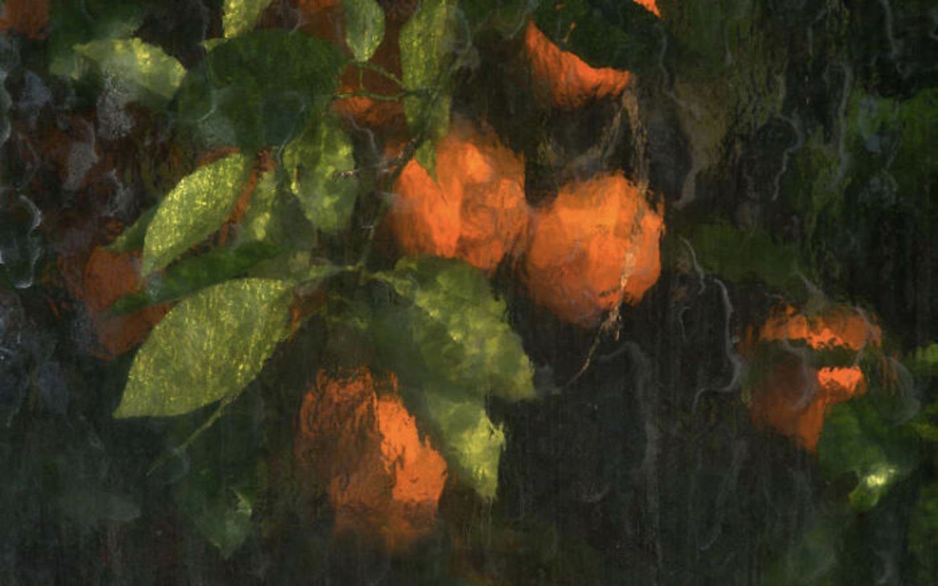 شاخه نارنگی از پشت پنجره بارانی