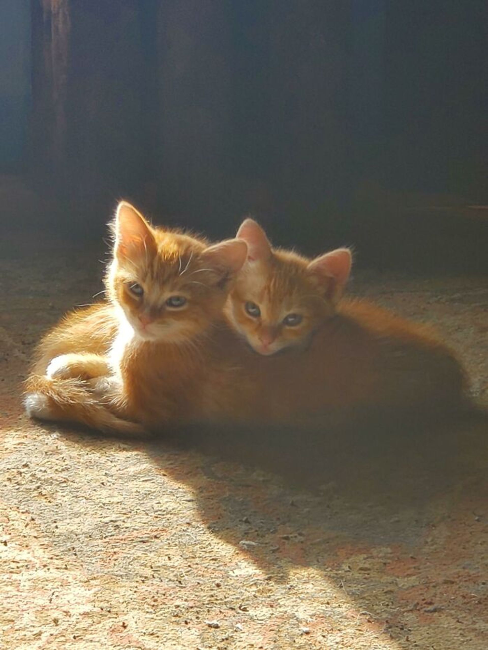 بچه گربه‌‌های نارنجی