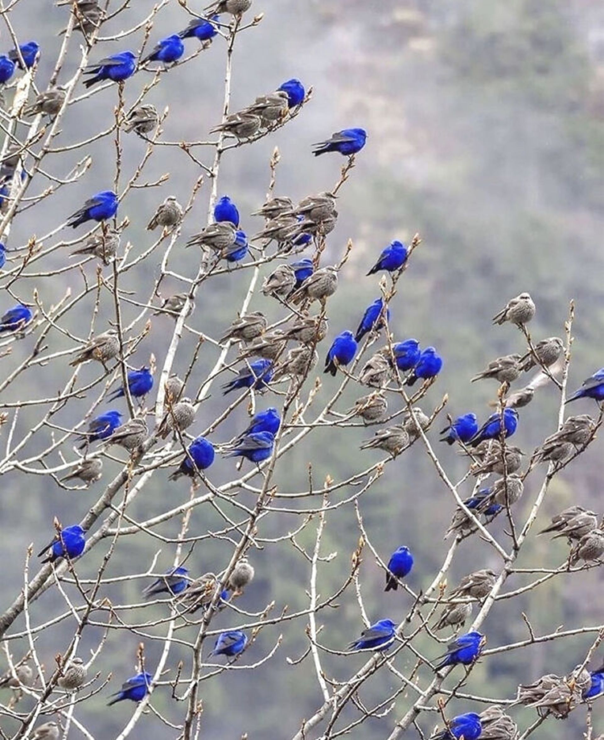 پرنده‌ های آبی و خاکستری روی شاخه های درخت