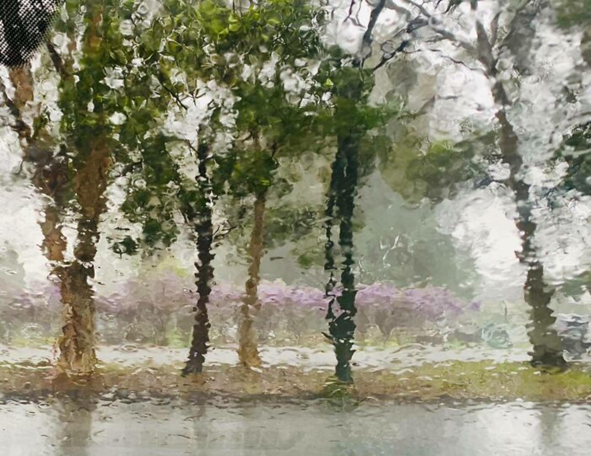 درختان از پشت پنجره بارانی