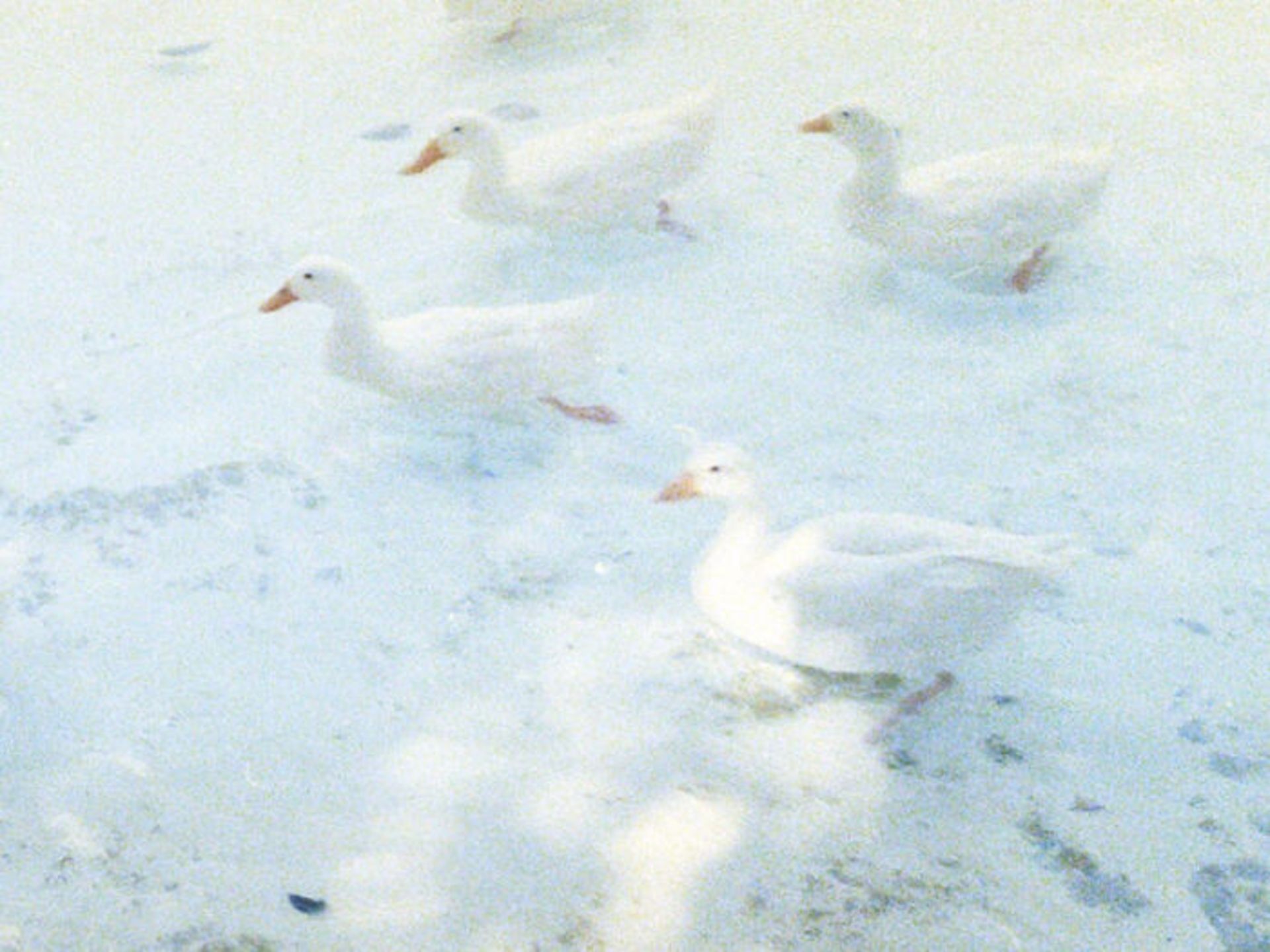 قدم زدن اردک ها در برف