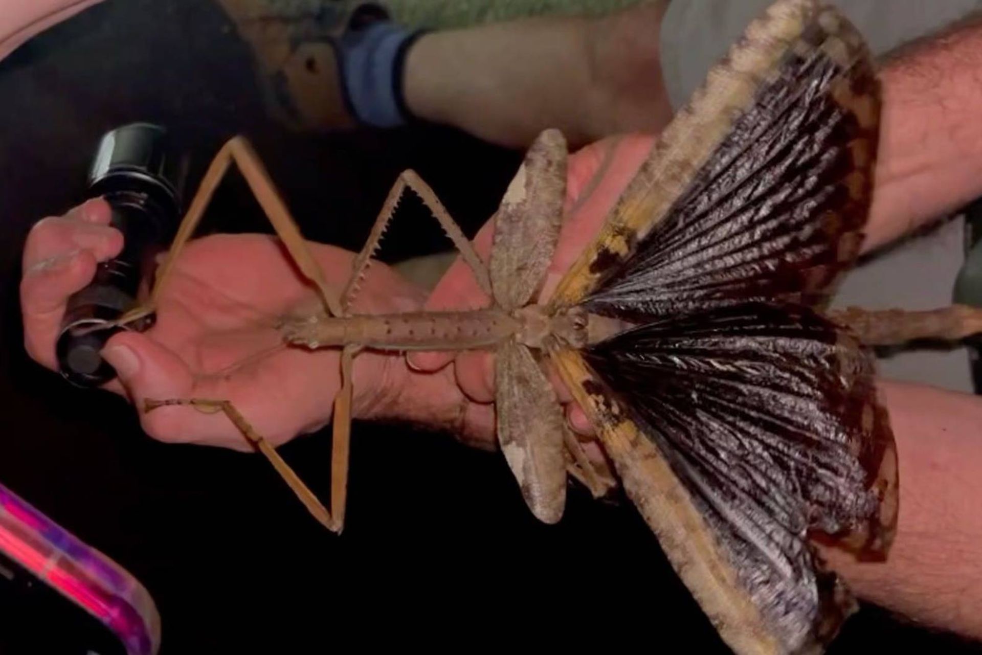 بزرگترین حشره استرالیا