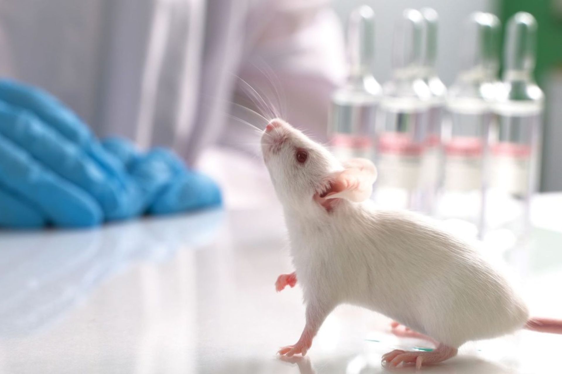 ساخت تخم از سلول‌های موش نر