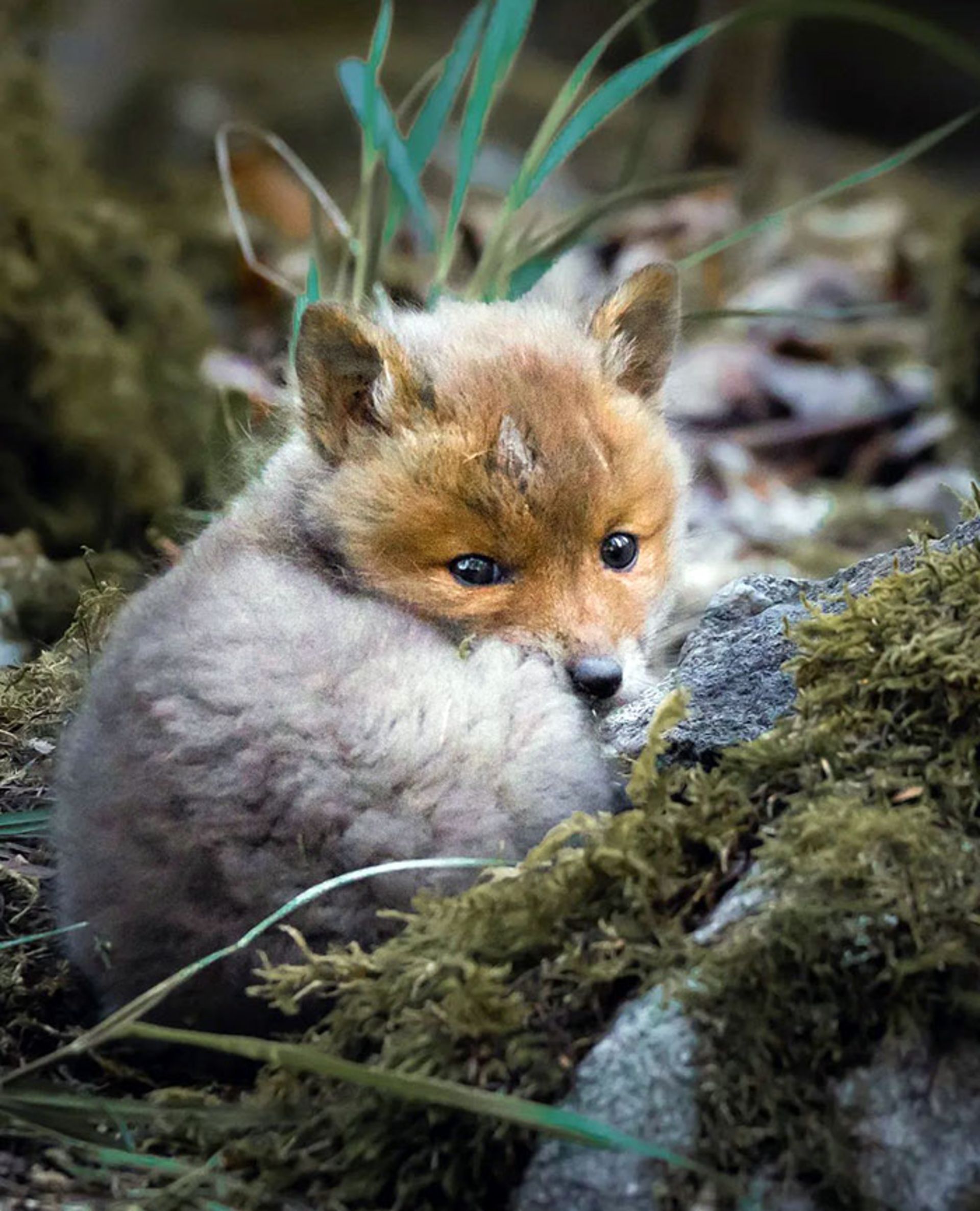 بچه روباه در طبیعت