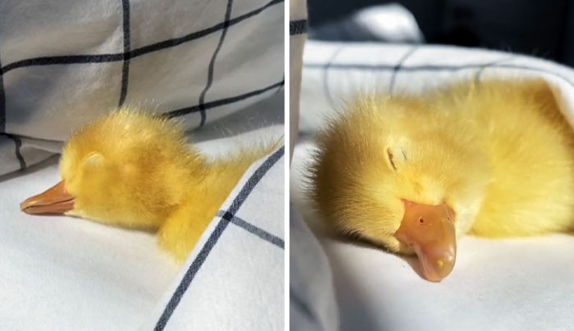 جوجه اردک خوابیده