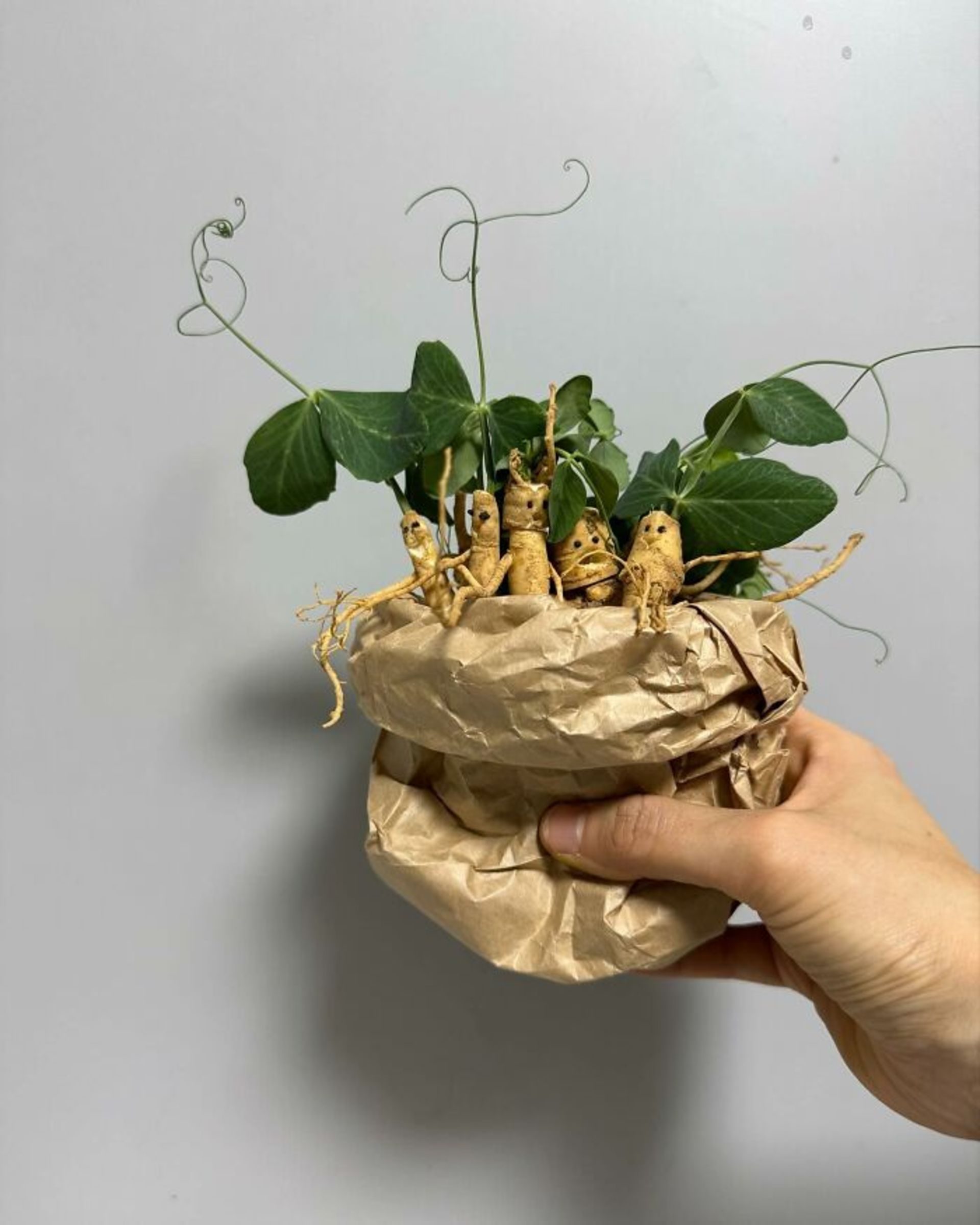 ماندراک یا گیاه انسان‌ نما