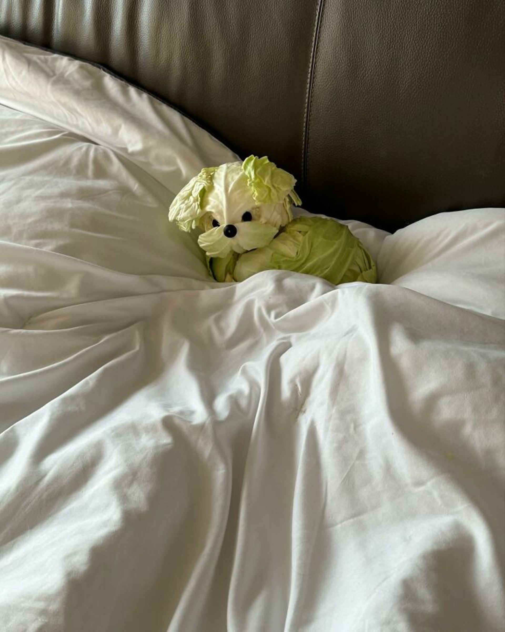 کلم‌پیچ به شکل سگ در تخت