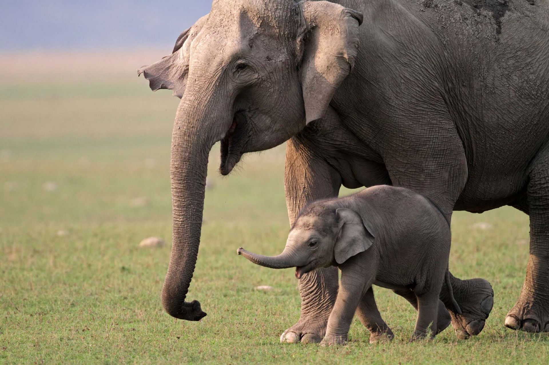 فیل بزرگسال در کنار بچه فیل