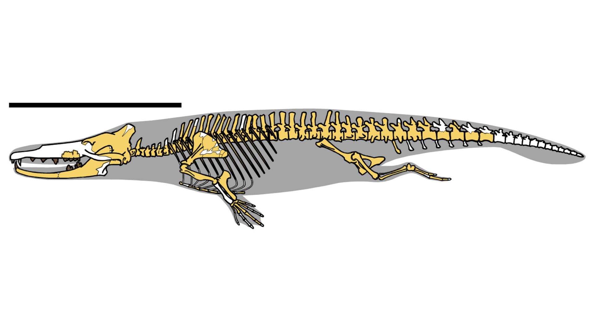 تصویرسازی هنری آجیستوس Aegicetus در زمینه سفید