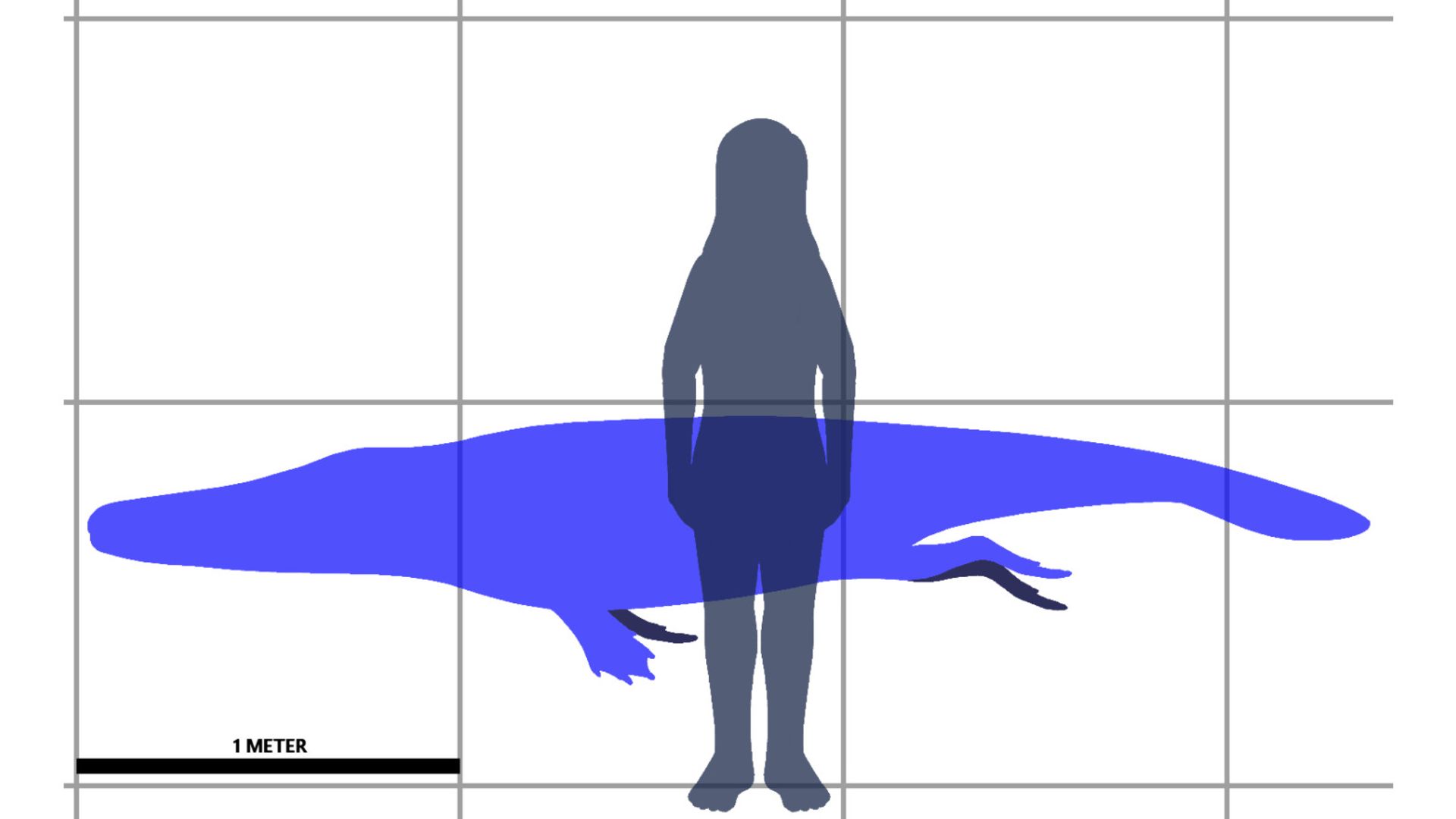 مقایسه اندازه آجیستوس Aegicetus با انسان