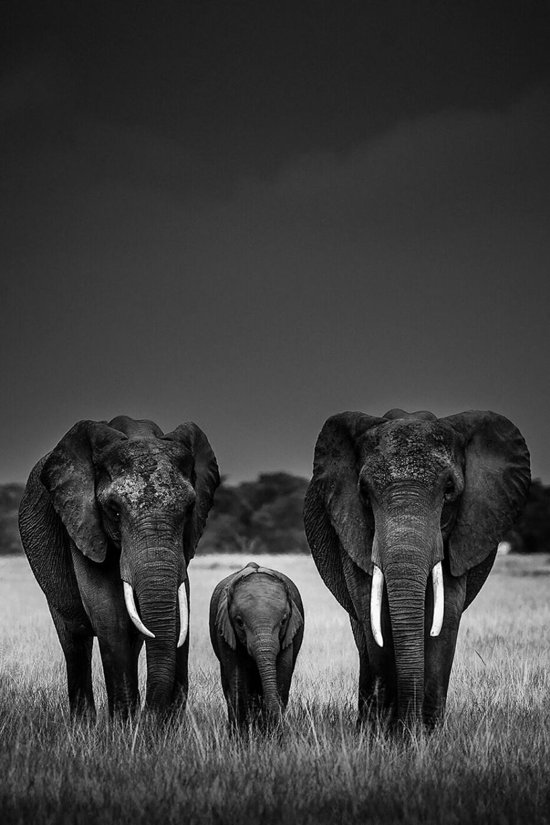 سه فیل آفریقایی از روبه‌رو - بچه فیل