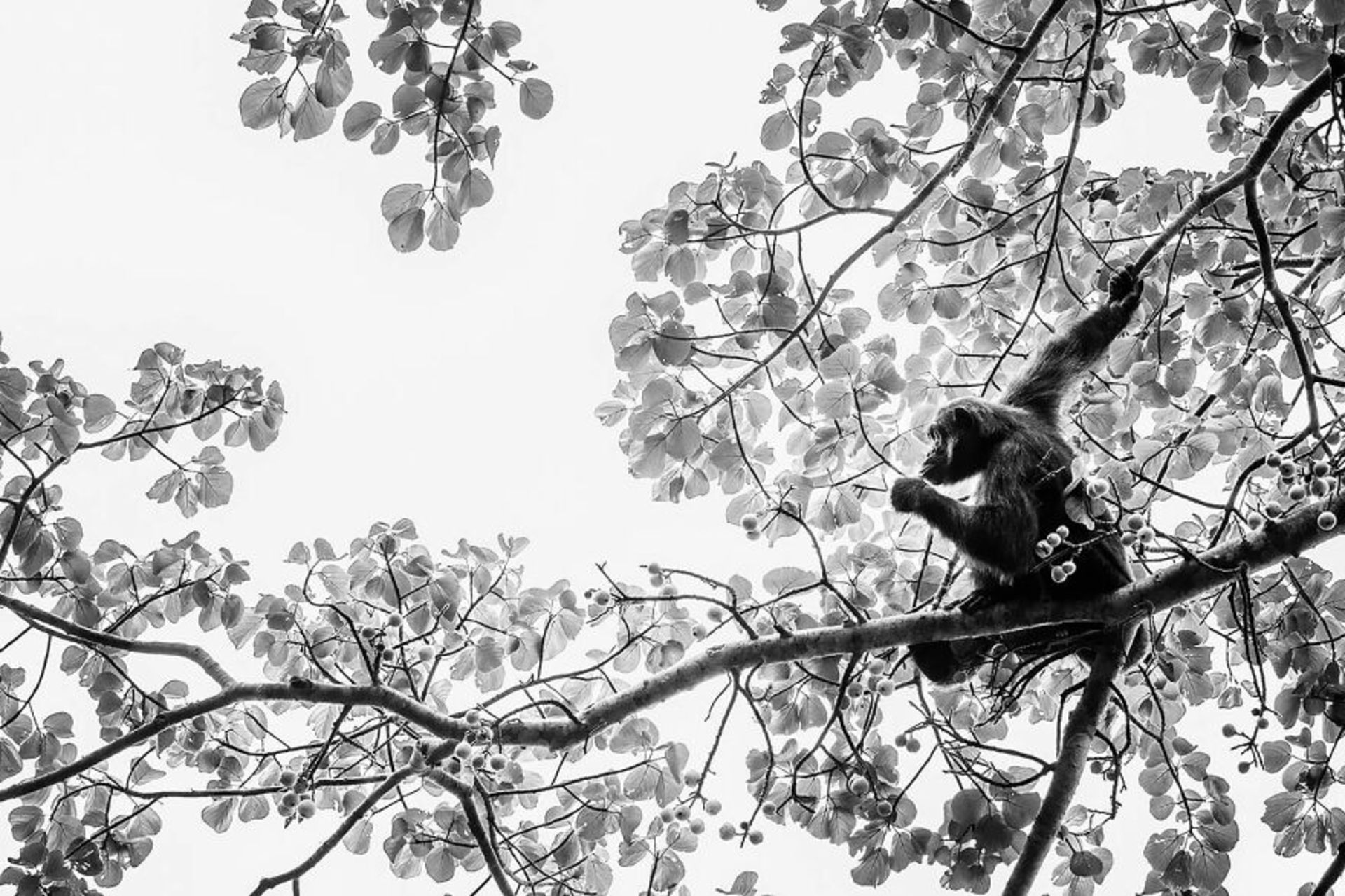 شامپانزه روی درخت