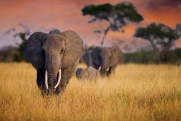 فیل‌های آفریقایی همدیگر را با نام صدا می‌زنند