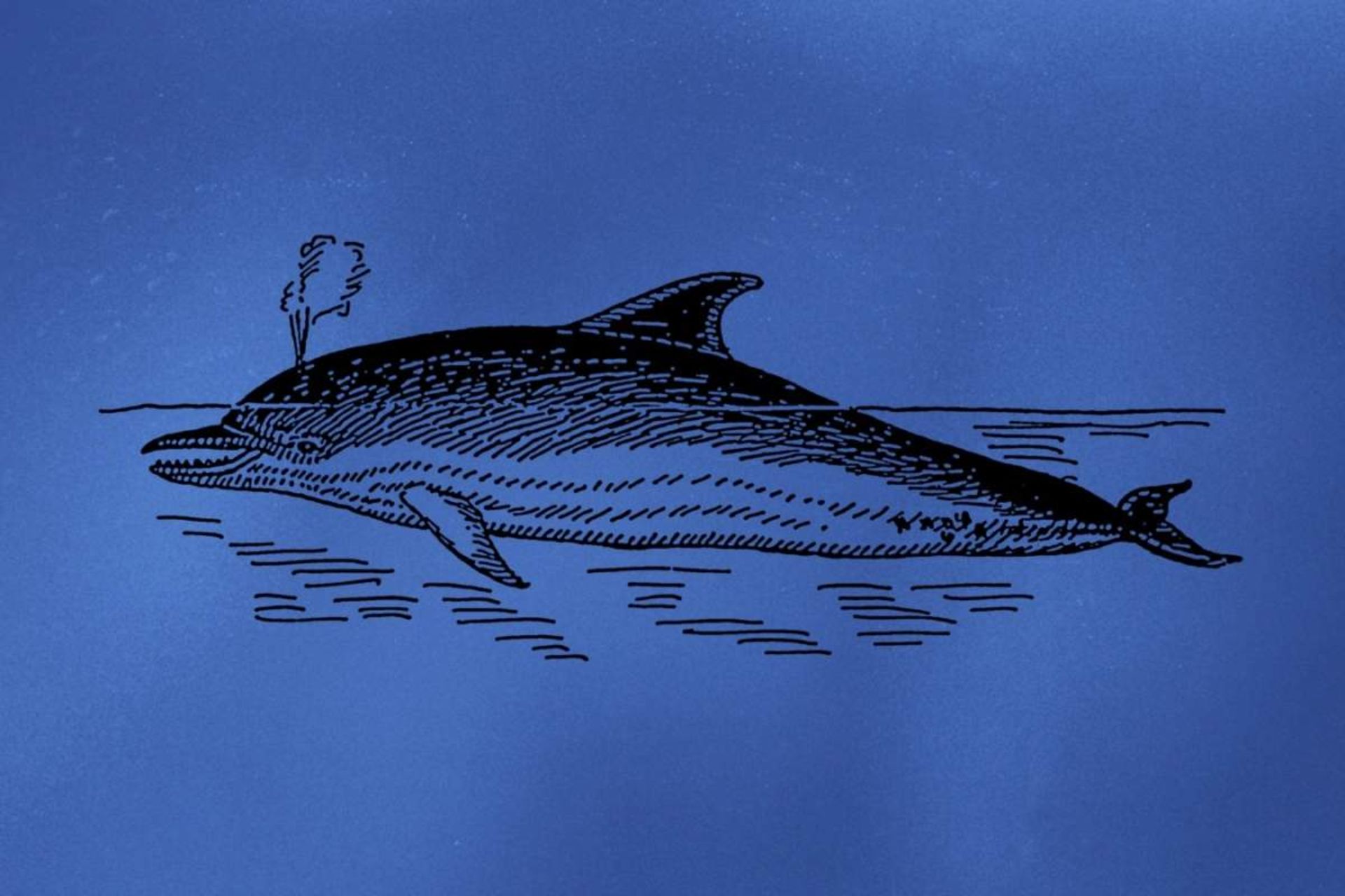 نهنگ دریایی