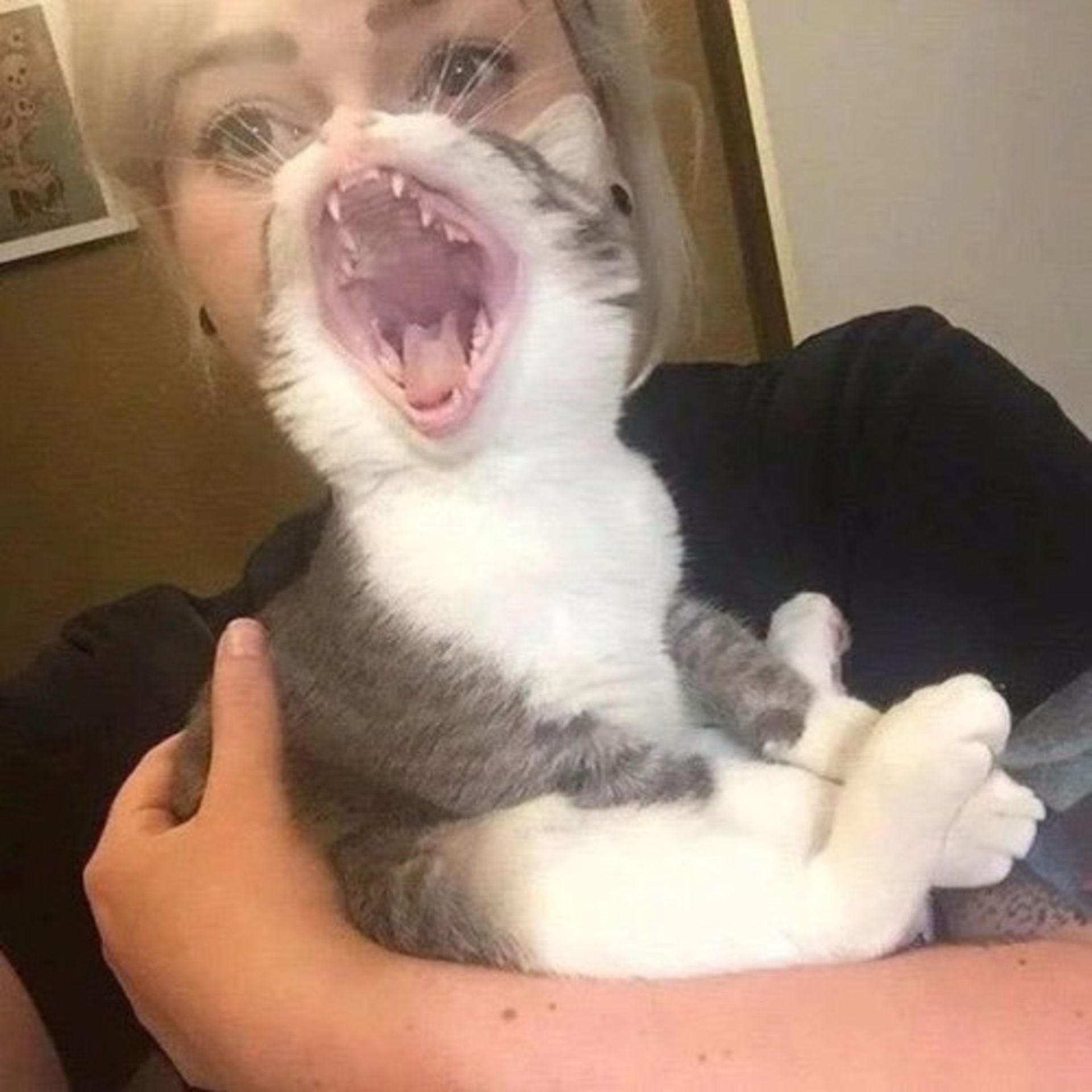 زن و گربه خمیازه‌کش
