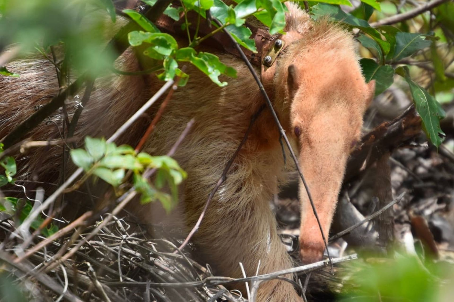 آلوین مورچه خوار غول پیکر زال در زیر سایه