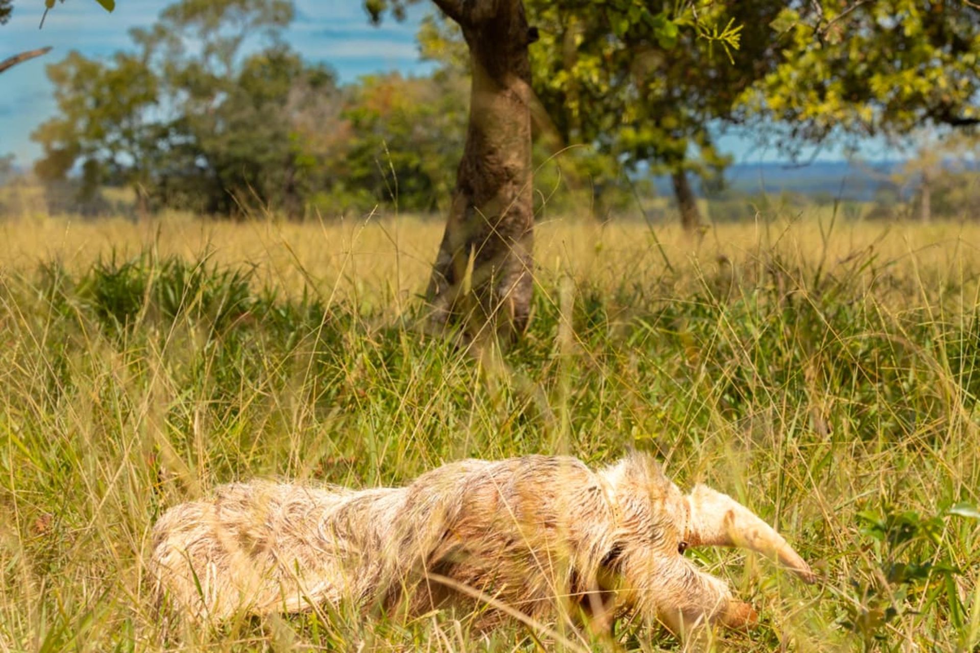 آلوین مورچه خوار غول پیکر زال در داخل چمن