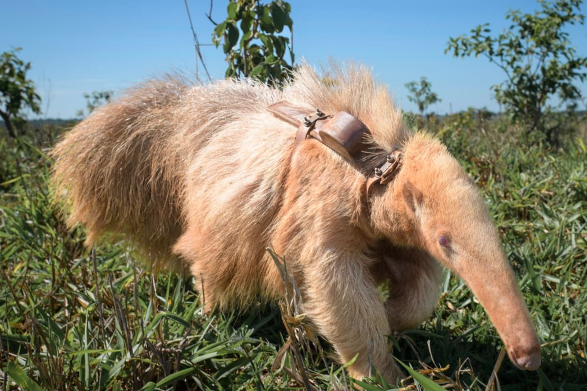 نمای رو به رو آلوین مورچه خوار غول پیکر زال