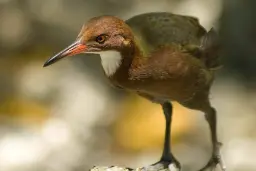 یلوه آلدابرا: پرنده‌ای که پس از هزاران سال دوباره تکامل پیدا کرد