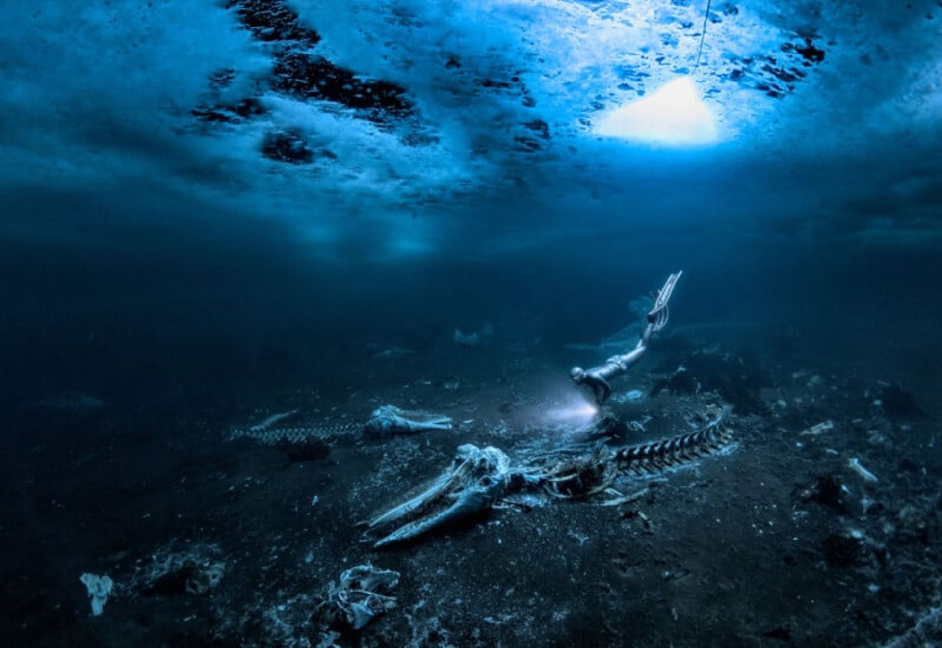 مسابقه عکاسی زیر آب ۲۰۲۴ - اسکلت وال 